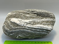A gray and white stryped crystalline rock displaying a tight v-shaped fold.